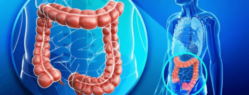 apparato intestinale disegnato